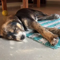 After a long day of play, a good nap is essential. Our rescued puppies are kept in a comfortable and safe foster environment where they can rest and grow. This little one is dreaming of his forever home.