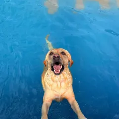 Pure joy looks like this. Our pet-friendly pools are the perfect spot for your furry friends to cool off, splash around, and have the time of their lives.