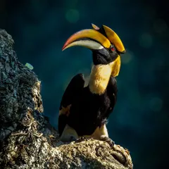 There's nothing quite like the majestic presence of a Great Hornbill. I used dramatic, low-key lighting to sculpt its impressive casque and intense gaze, creating a powerful portrait that feels both intimate and grand. This was a memorable encounter in Mangaon, Maharashtra.