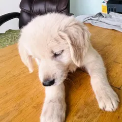 This little Golden Retriever puppy thinks my office desk is the best place to hang out. I don't mind the company at all!