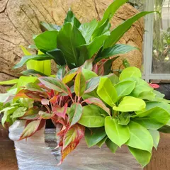 This is a great example of a lush, multi-plant arrangement ready for delivery. I combined colorful Aglaonema, a tall Peace Lily, and a bright Philodendron to create a full and dynamic look, perfect for a statement corner.