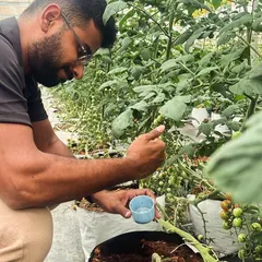 A trainee from our May 2025 one week hydroponics program carefully inspects cherry tomatoes. Our courses emphasize practical skills and close observation of plant health.