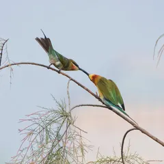 A fascinating moment between two Blue-tailed Bee-eaters. This beak-to-beak interaction is a form of courtship feeding, a behaviour that strengthens their bond.