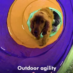Agility is for everyone. A Cocker Spaniel confidently navigates the tunnel during one of our outdoor agility games. These activities build confidence and are a great mental workout for dogs.