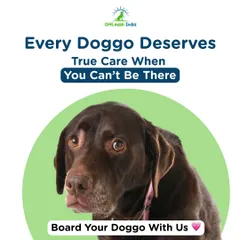 I know how hard it is to leave your dog behind. That's why I created a place that provides true care, so you don't have to worry. Board your dog with us for peace of mind.