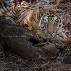 The Queen of Bandhavgarh resting amidst the dry leaves. The lighting and her direct gaze make this a powerful portrait, showcasing the raw beauty of the tigers in this park.