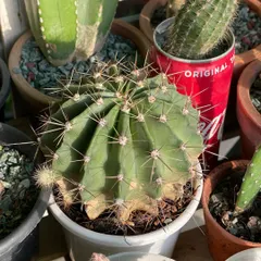 This is a beautiful barrel-type cactus from my collection. Notice the healthy green colour and strong spines, which are signs of a happy plant getting plenty of sunlight.