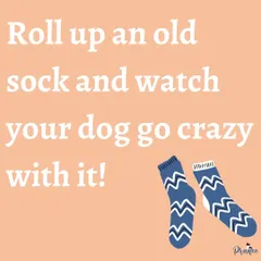 Lost a sock in the laundry? Perfect! Roll it up into a ball and you have an instant chew toy that can be very relaxing for your dog, especially for teething puppies.