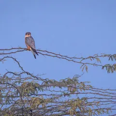 After searching since October, we finally spotted this stunning male Merlin in January, a lifer for one of our team members.