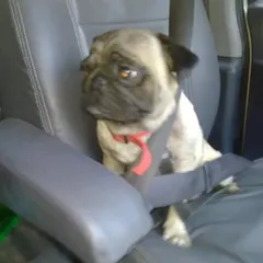 Safety first! This little pug is securely buckled up for his ride. I use pet-safe harnesses and seat belts to ensure every passenger is protected.
