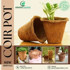 Our 100% biodegradable coir pots are an excellent choice for eco-conscious gardeners. Made from natural coconut husk fibers, they promote healthy root growth and reduce transplant shock, as seen here with this thriving succulent.