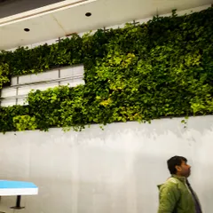 For large indoor spaces, I can install high-reaching green walls using trailing plants like money plants. This setup at the Auto Expo Component 2023 added a layer of natural texture and color to an otherwise plain wall, improving the hall's overall ambiance.