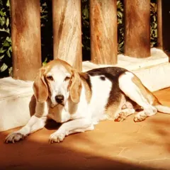 A senior beagle enjoying a peaceful sunbath on the warm terrace tiles. I ensure older dogs have comfortable and safe spots to relax outdoors.