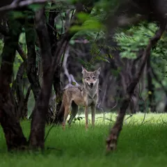 An Indian Grey Wolf stands alert in the scrub forests of Bhigwan. These elusive predators are a crucial part of the ecosystem but are endangered due to habitat loss and conflict.