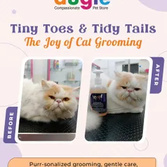 Yes, we love grooming cats too! This beautiful Persian cat got the full pamper treatment. We used gentle techniques and Yuup! professional products to get their coat looking clean, healthy, and absolutely fabulous.