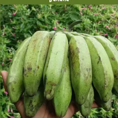 A beautiful bunch of raw bananas, freshly picked from the plant. Growing your own food means you get to enjoy produce at its peak freshness, something you can truly taste.