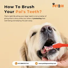 How do you brush your pal's teeth? Brushing isn't just for a shiny smile; it's about protecting their overall well-being and preventing painful dental issues.