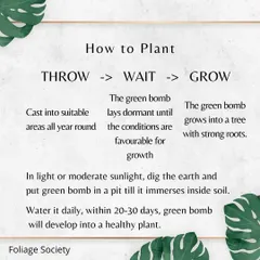 A simple guide on how to plant our Green Bombs, following the "Throw, Wait, Grow" method. It explains that the bomb remains dormant until conditions are right, then develops into a healthy plant within 20-30 days with regular watering.