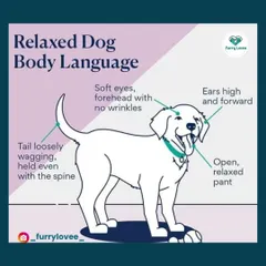 Understanding when your dog is relaxed is key to building a positive relationship. Look for soft eyes, a loose body, and a gently wagging tail as signs of a happy, comfortable pup.