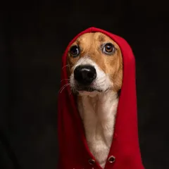 A series of outtakes from the "Boney Heist" calendar shoot. This dog was a fantastic model, giving us a whole range of expressions from serious and thoughtful to happy and goofy, all while rocking the red hoodie.
