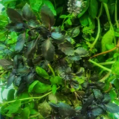 A beautiful cluster of dark-leaved basil, grown as part of a managed urban vegetable garden. This variety not only adds a pop of color but also has a distinct, rich flavor perfect for cooking.