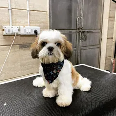 Look how proud he is. Starting grooming early helps puppies get comfortable with the process for a lifetime of stress-free appointments.