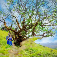 A wide shot of a couple standing under a magnificent, sprawling tree on a lush green hill. This image captures the scale and beauty of nature.