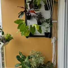 This client wanted a tropical oasis with big, bold leaves. We used a metal grid frame to create a vertical display of colorful philodendrons and other large-leafed plants, fulfilling their vision perfectly.