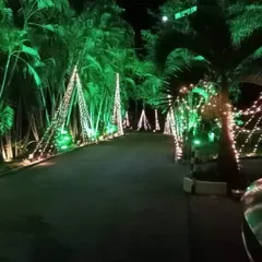 An entire pathway illuminated for an evening event, with green uplighting on palm trees and fairy lights creating a spectacular entrance.