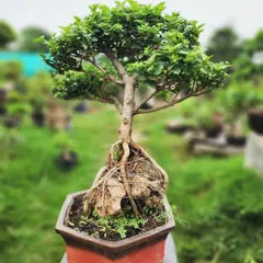 A powerful-looking bonsai with a thick trunk and impressive exposed roots (nebari) that anchor it firmly over a rock.