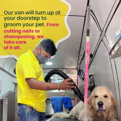 Inside our mobile salon, we give your pet our full attention. Here's a happy Golden Retriever enjoying a professional blow-dry in our clean and safe environment.