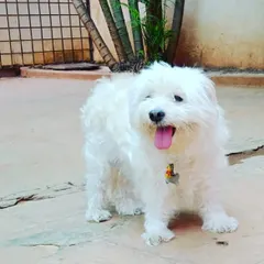 This fluffy white pup is all smiles! We provide a safe and fun environment that allows even the most energetic dogs to feel relaxed and happy throughout their stay.