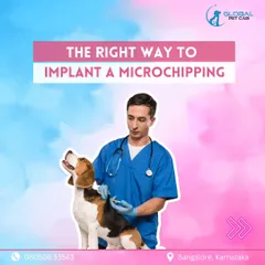 A comprehensive guide to microchipping your pet. We explain the process from preparation and finding a qualified vet to post-procedure care and registration, ensuring your pet is safe and identifiable.