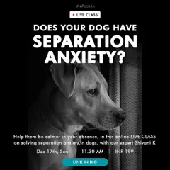 Seeing your dog distressed when you leave is heartbreaking. This live online class provides expert tips and a step-by-step approach to help your dog learn to be calm and secure in your absence.
