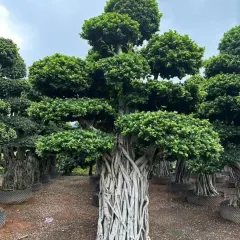 This is one of my large-scale, bonsai-style specimen trees, characterized by its massive, intricate trunk and expertly shaped foliage. These mature trees serve as powerful focal points in high-end landscape designs.