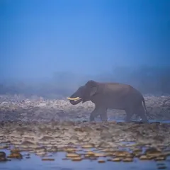 Another frame of the tusker in the Corbett mist, a moment that feels timeless and ethereal.