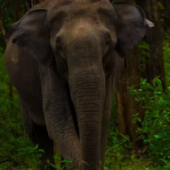 An intimate, head-on portrait of an Asian Elephant stepping out from the dense forests of Karnataka. The detail in its skin and its direct gaze create a powerful connection, making this image suitable for conservation campaigns and impactful editorial features.