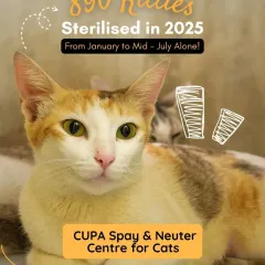 890 kitties sterilized by mid-July! This number represents a massive reduction in future suffering. Every single surgery was made possible by a cat lover who took the initiative to bring a community cat to our center.