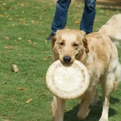 A classic game of frisbee with our boy Milo. We have plenty of toys and activities to keep even the most energetic dogs entertained.