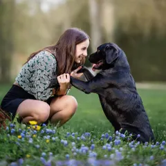 A high-five between best friends. This beautiful image, set in a field of spring wildflowers, perfectly captures the playful and loving friendship between a girl and her black Labrador.
