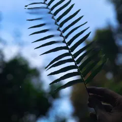 The delicate silhouette of a fern leaf held up against the blue sky. Nature's patterns are endlessly fascinating and a great subject for mindful observation.