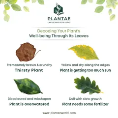 A plant's leaves are the best indicators of its health. This guide helps you decode what your plant is telling you, from the brown, crunchy leaves of a thirsty plant to the discolored leaves of an overwatered one.