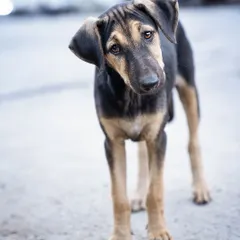 The classic head tilt! Even a shy street puppy can't resist a funny noise. This simple trick helps bring out their personality for their adoption portfolio.