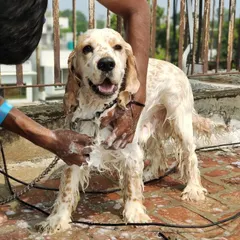 I can give your dog a bath anywhere you are comfortable, even on a terrace. Here, I am giving a Cocker Spaniel a thorough wash with natural dog shampoo to ensure a clean and healthy coat.