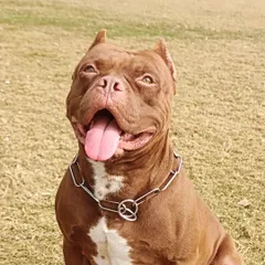 A close-up of my champion, Thor. He is a perfect example of how an American Pitbull can excel in protection sports with the right training and handling.
