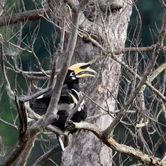 The courtship of the Oriental Pied Hornbill, a fascinating ritual to observe. The male presents gifts to the female before she seals herself in a tree cavity to nest, a behavior I was fortunate to document in Rajaji National Park.