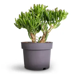 The Crassula Ovata Gollum, also known as Finger Jade, is a unique variety of the lucky Jade plant. Its interesting tubular leaves make it a captivating addition to your collection.