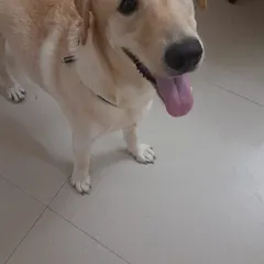 Meet Whitey, a beautiful 6-month-old Golden Labrador we rescued from a violent home. Now safe with a foster, she is a picture of health and happiness, full of puppy energy and love. Her story highlights the many purebred dogs who are abandoned and need a second chance at a life filled with kindness.