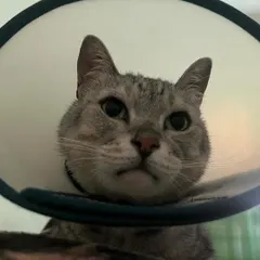 Look at that grumpy, adorable face. Wearing a cone is no fun, so I make sure to give extra chin scratches and soft food to make it a little better.