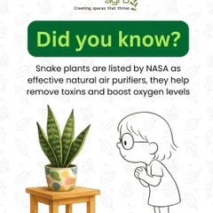 Did you know that Snake Plants are listed by NASA as effective natural air purifiers? They are incredibly hardy and help remove toxins, making them a perfect choice for healthier indoor spaces.